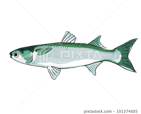 水彩畫的鯔魚 水彩畫的鯔魚 101374885