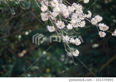 Landscape with cherry blossoms in full bloom 2023 Landscape with cherry blossoms in full bloom 2023 101374905