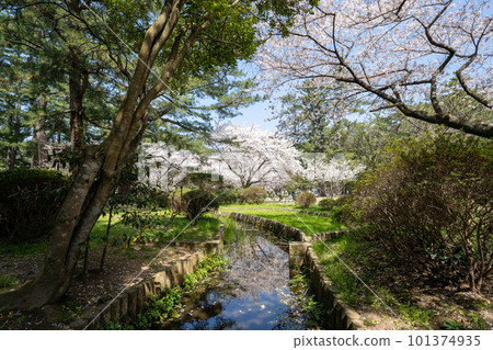 Landscape with cherry blossoms in full bloom 2023 101374935
