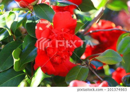 Camellia Nanbankou Camellia Nanbankou 101374983