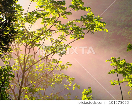 Shining greenery in the morning mist in the morning sun Shining greenery in the morning mist in the morning sun 101375033