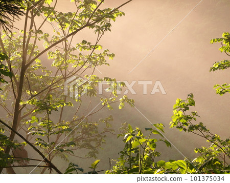 Shining greenery in the morning mist in the morning sun Shining greenery in the morning mist in the morning sun 101375034