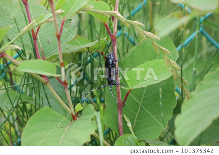 Long-horned beetle perched on a stem 101375342