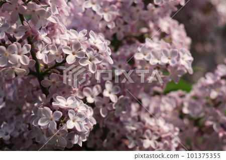 盛開的淡粉色丁香花 101375355