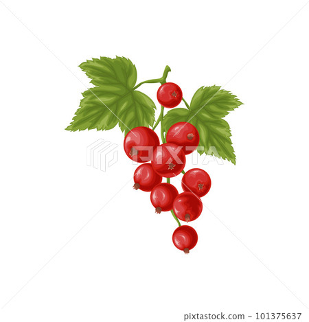 Red currant. A branch with ripe red currants and green leaves. A twig with ripe currant berries. Vector illustration on a white background Red currant. A branch with ripe red currants and green leaves. A twig with ripe currant berries. Vector illustration on a white background 101375637
