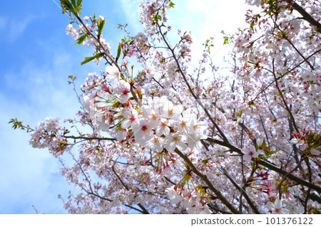 Cherry blossom 101376122