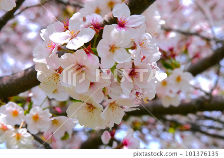 Cherry blossom Cherry blossom 101376135