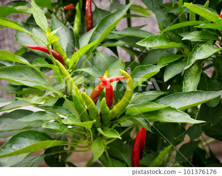 從藍到紅,鷹爪八月 從藍到紅,鷹爪八月 101376176