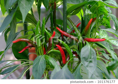 從藍到紅,鷹爪八月 從藍到紅,鷹爪八月 101376177