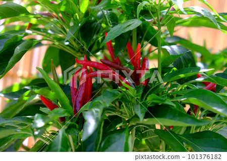 從藍到紅,鷹爪八月 從藍到紅,鷹爪八月 101376182