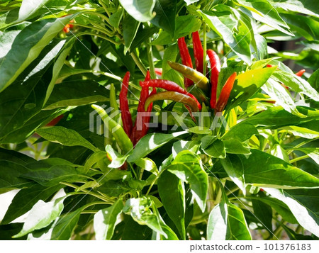 從藍到紅，鷹爪八月 101376183