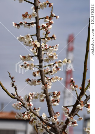 樹枝梅花盛開，背景為鋼塔（豎排構圖） 101376338