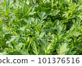 Kitchen garden garland chrysanthemum 101376516