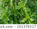 Kitchen garden garland chrysanthemum 101376517