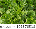 Kitchen garden garland chrysanthemum 101376518