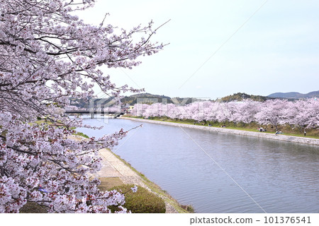 田臥川沿岸櫻花盛開（山口縣熊毛郡田臥町） 101376541