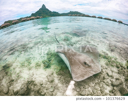 Stingray swimming in ocean water at Bora Bora hotel near shore. Fun tourist activity at Bora Bora hotel in, Tahiti, French Polynesia travel vacation holiday. Two stingrays at the beach. Stingray swimming in ocean water at Bora Bora hotel near shore. Fun tourist activity at Bora Bora hotel in, Tahiti, French Polynesia travel vacation holiday. Two stingrays at the beach. 101376629