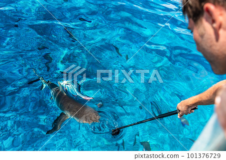 Shark boat tour tourist man filming recording with go pro underwater in blue lagoon ocean in Tuamotu Archipelago, Tuamotus islands, French Polynesia. 101376729
