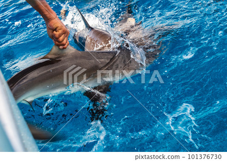 Shark fishing illegal boating activity. Sealife fish cutting for fin trade. Shark fishing illegal boating activity. Sealife fish cutting for fin trade. 101376730
