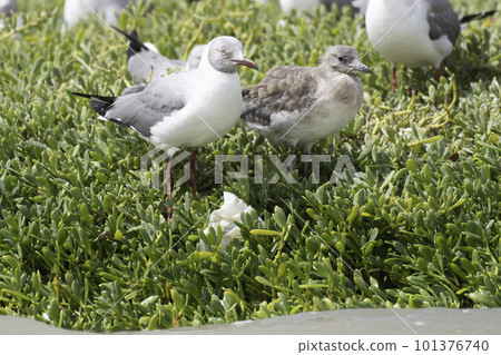 black gull black gull 101376740