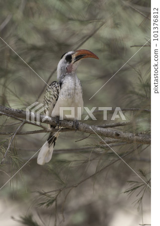Red-billed hornbill perched on a branch Red-billed hornbill perched on a branch 101376812