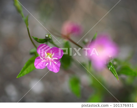 Akabana Yugesho 花的特寫 101376931