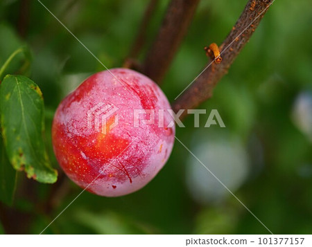 Ripe plum fruit close-up and copy space Ripe plum fruit close-up and copy space 101377157