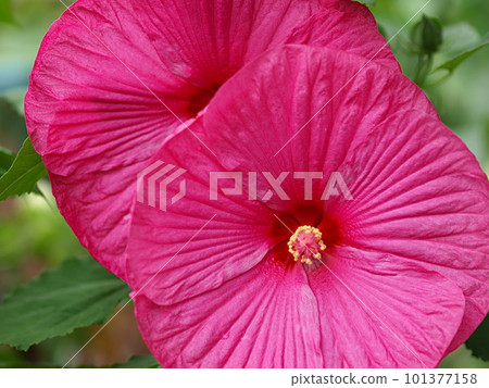 Close-up of a red fuyou flower Close-up of a red fuyou flower 101377158