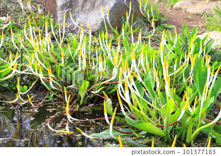 水生植物 水生植物 101377183