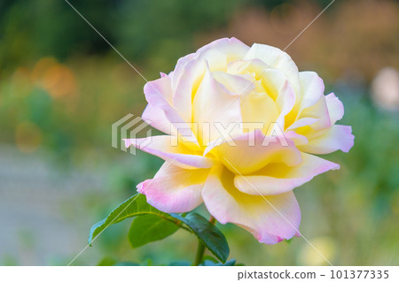 玫瑰花片 101377335