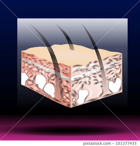 Skin anatomy. Human normal skin dermis epidermis adipose layers recent vector biological infographic. 101377435