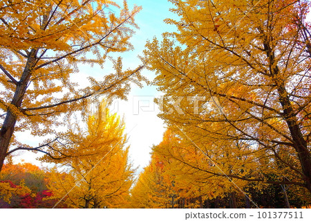 Ginkgo biloba Ginkgo biloba Autumn leaves Yellow leaves Row of trees 101377511