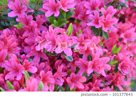 Azaleas in full bloom in the fresh green season Azaleas in full bloom in the fresh green season 101377643