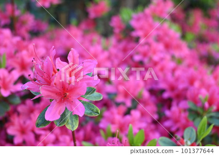 cute pink azalea flower 101377644