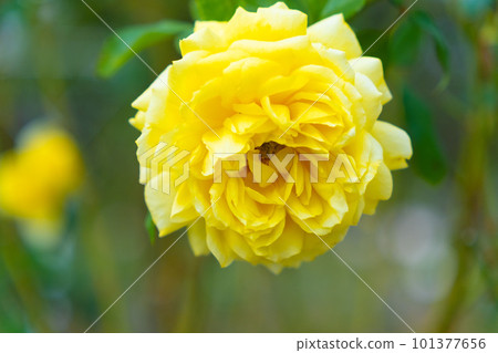 rose flower toulouse lautrec rose flower toulouse lautrec 101377656
