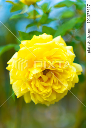 rose flower toulouse lautrec rose flower toulouse lautrec 101377657