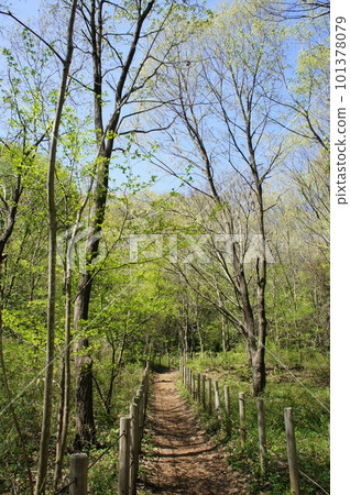 Path surrounded by fresh greenery Path surrounded by fresh greenery 101378079