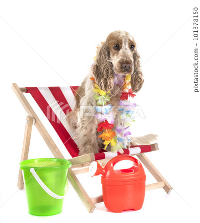 English Cocker Spaniel 101378150