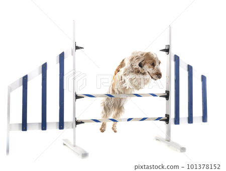 English Cocker Spaniel English Cocker Spaniel 101378152