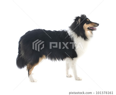 rough collie in studio rough collie in studio 101378161