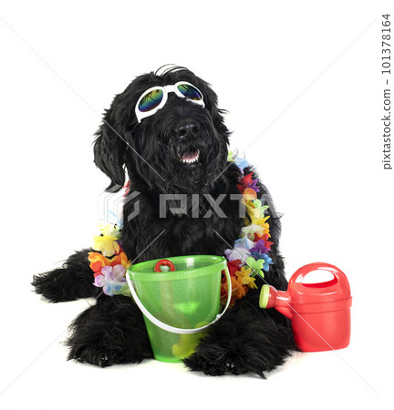 Giant Schnauzer in studio 101378164