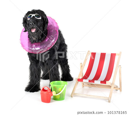 Giant Schnauzer in studio 101378165