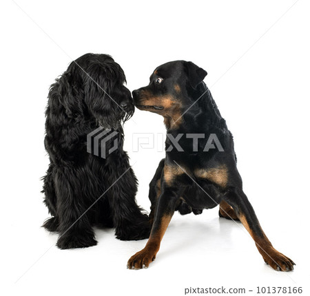 Giant Schnauzer and rottweiler Giant Schnauzer and rottweiler 101378166