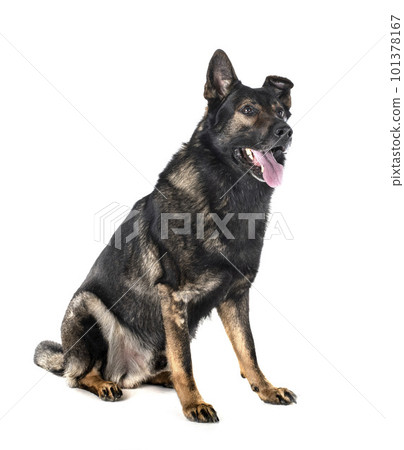 young german shepherd 101378167