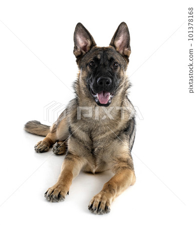 young german shepherd young german shepherd 101378168