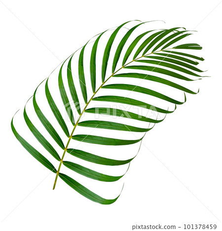 Palm leaf branch tropic summer isolated backgrounds 101378459