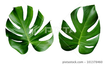 Green leaves of monstera on white background. 101378460
