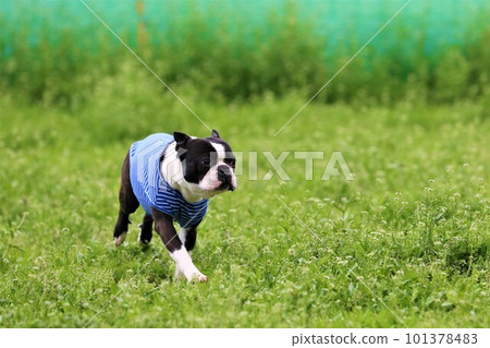 Boston terrier in a blue striped shirt running happily on the grassy dog run ♡ Mighty-kun Boston terrier in a blue striped shirt running happily on the grassy dog run ♡ Mighty-kun 101378483