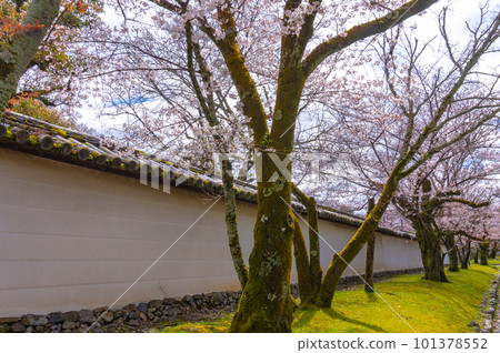 【京都風光】岱吾寺、豐臣鼎盛時期的賞櫻 101378552