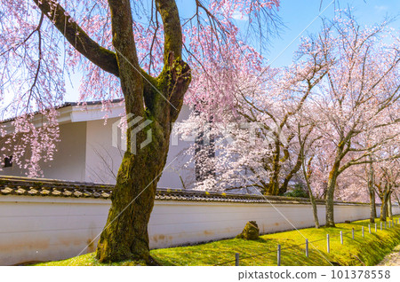 【京都風光】岱吾寺、豐臣鼎盛時期的賞櫻 101378558